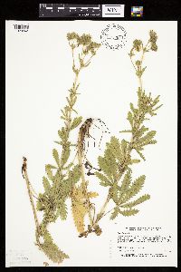 Potentilla recta image