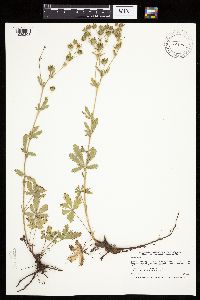 Potentilla recta image
