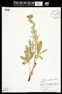 Potentilla recta image