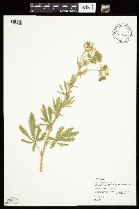 Potentilla recta image