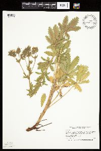 Potentilla recta image
