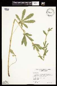 Potentilla recta image