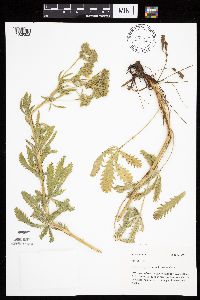 Potentilla recta image