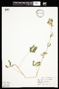 Potentilla recta image