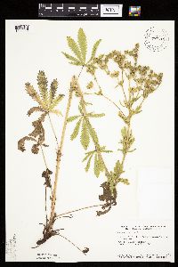 Potentilla recta image