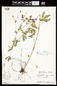 Potentilla recta image