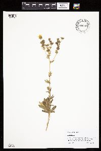 Potentilla recta image