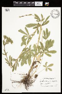 Potentilla recta image
