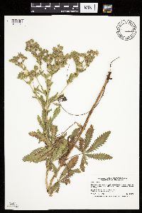 Potentilla recta image