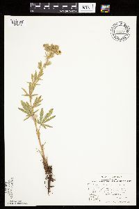 Potentilla recta image
