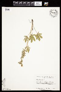 Potentilla recta image