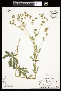 Potentilla recta image