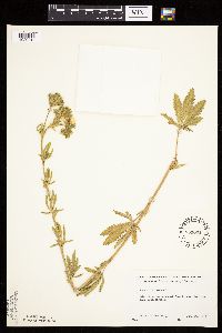 Potentilla recta image