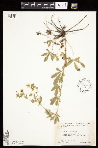 Potentilla recta image