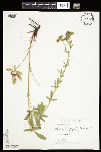 Potentilla recta image