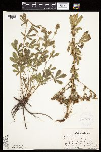 Potentilla recta image