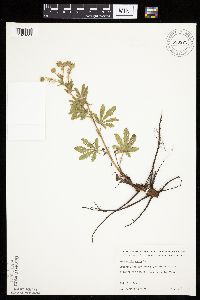 Potentilla recta image