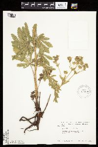 Potentilla recta image