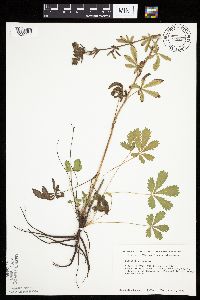 Potentilla recta image