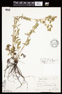 Potentilla recta image