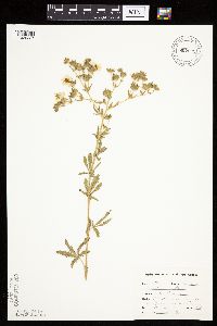 Potentilla recta image