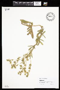 Potentilla recta image