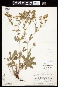 Potentilla recta image