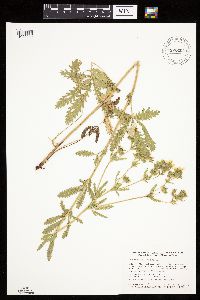 Potentilla recta image