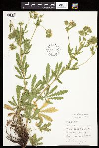 Potentilla recta image