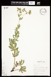 Potentilla recta image