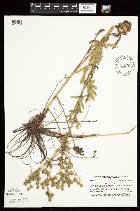 Potentilla recta image