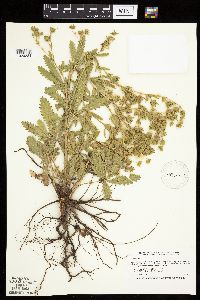 Potentilla recta image