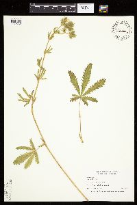 Potentilla recta image