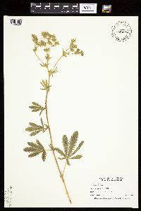 Potentilla recta image