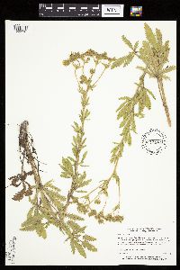 Potentilla recta image