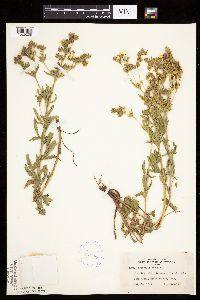 Potentilla recta image