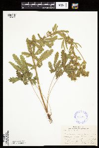 Potentilla recta image