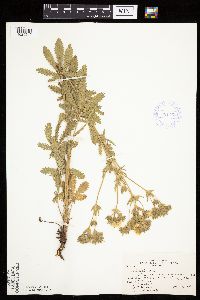 Potentilla recta image