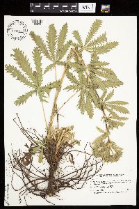 Potentilla recta image