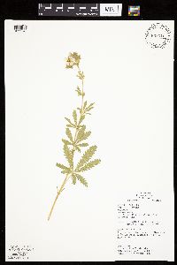 Potentilla recta image