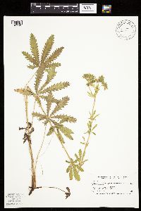 Potentilla recta image