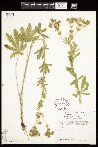 Potentilla recta image
