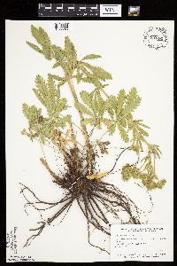 Potentilla recta image