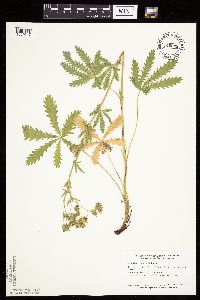 Potentilla recta image