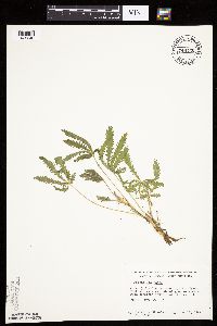 Potentilla recta image