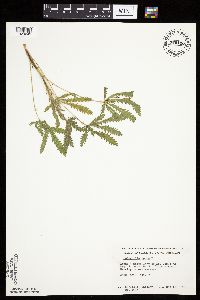 Potentilla recta image