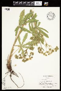 Potentilla recta image