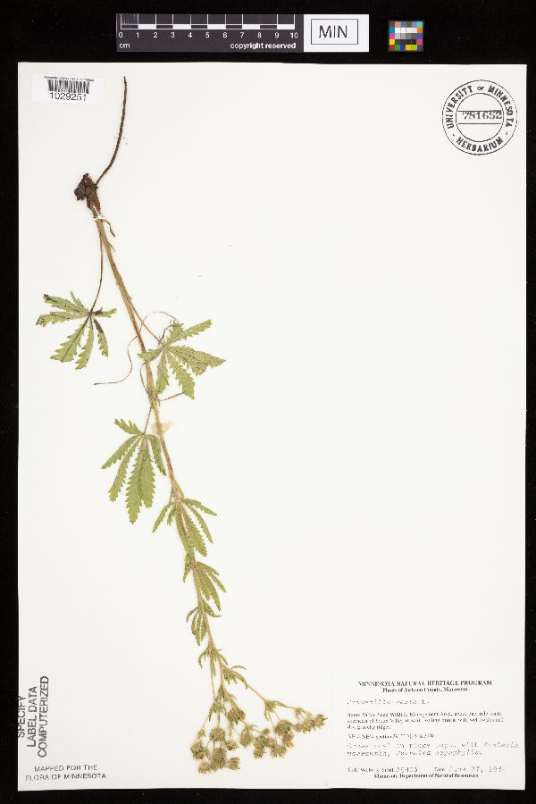 Potentilla recta image