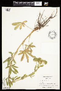 Potentilla recta image