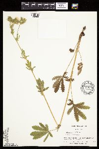 Potentilla recta image